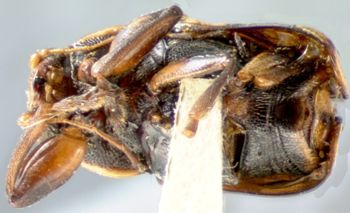 Media type: image; Entomology 8800   Aspect: habitus ventral view